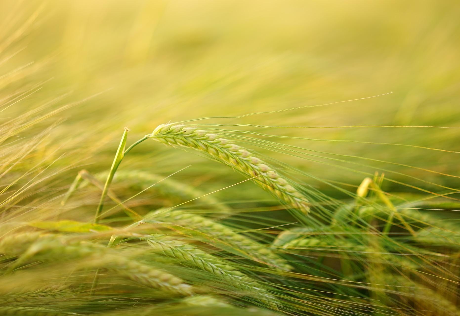 The choir will sing Bach's Mass, accompanied by traditional musical instruments. Picture: Hans Braxmeier via Pixabay.