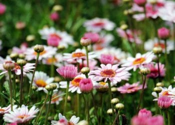 A number of gardens in Swallowfield will be opened for charity next month Picture:  S. Hermann & F. Richter from Pixabay