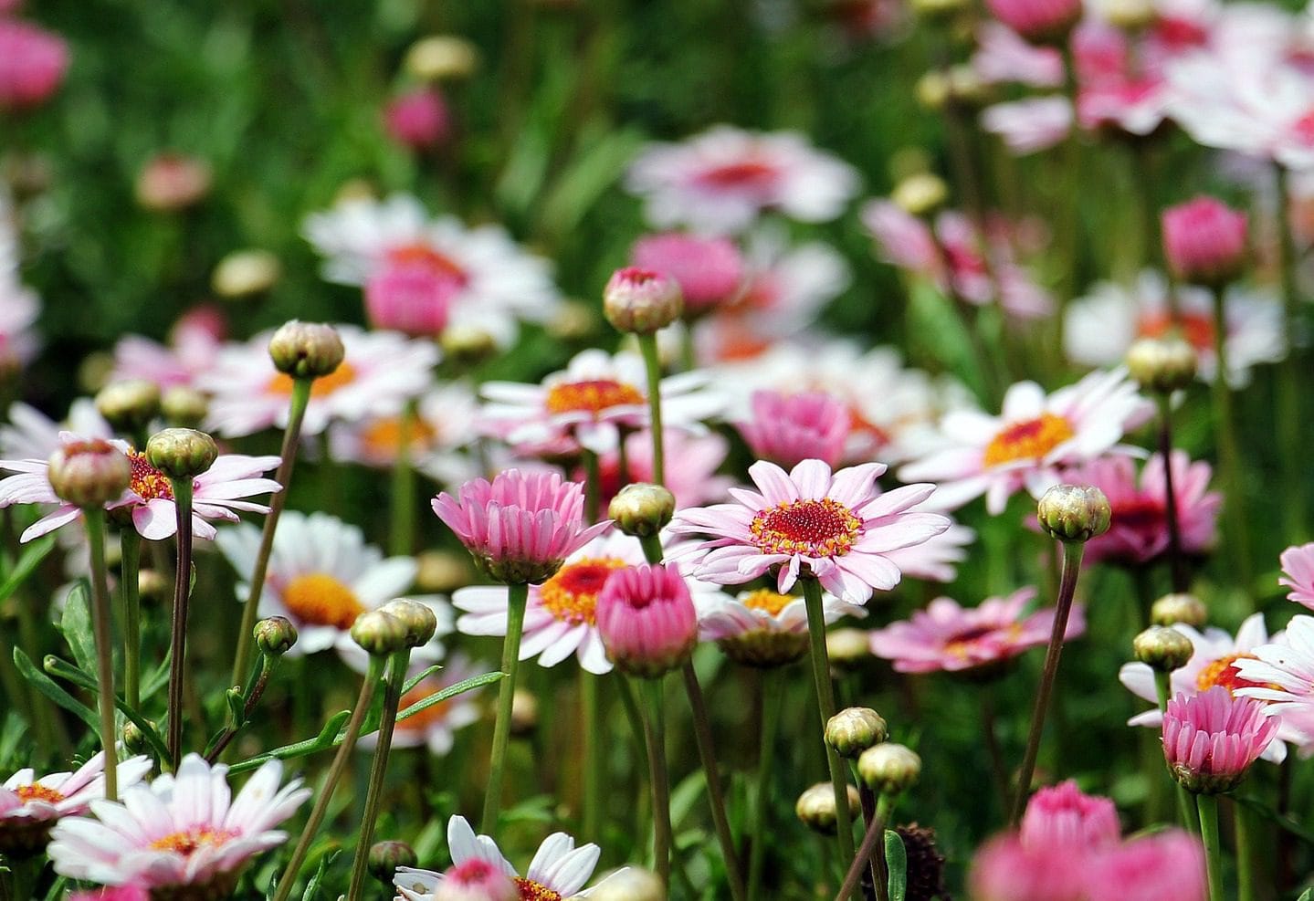 A number of gardens in Swallowfield will be opened for charity next month Picture: S. Hermann & F. Richter from Pixabay