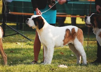 Dogs of all shapes and sizes are invited to take part in a fun dog show Picture:  Katrina_S from Pixabay