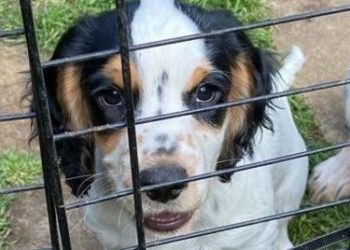 The two Cokcer Spaniel puppies have yet to be located, with a 39-year-old woman and a 17-year-old boy from Reading currently under arrest in connection.