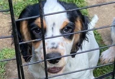 The two Cokcer Spaniel puppies have yet to be located, with a 39-year-old woman and a 17-year-old boy from Reading currently under arrest in connection.
