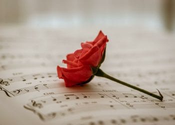 rose