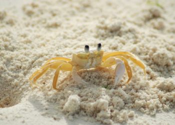 crab