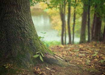 Ancient woodland will be on show in Tutts Clump Picture: Picography/Pixabay
