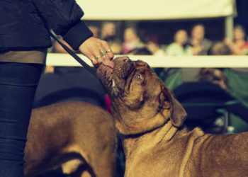 A dog show is to take place at South Hill Park Picture posed by a good boy: Jan Steiner from Pixabay