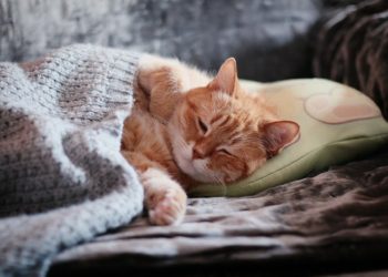 A sleeping beauty yesterday. Not quite what CATS has in mind for its panto mind. Picture:  IRCat from Pixabay