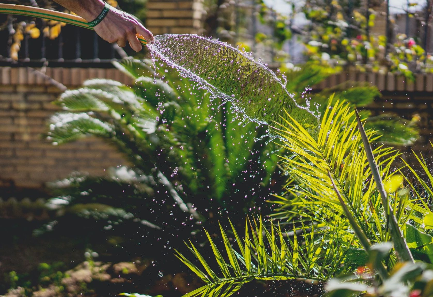 Hosepipe bans are in force Picture: Irene Davila/Unsplash