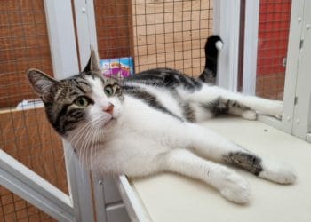 Frankie the Cat: Cats Protection Reading is looking for a new home for the three-year-old feline