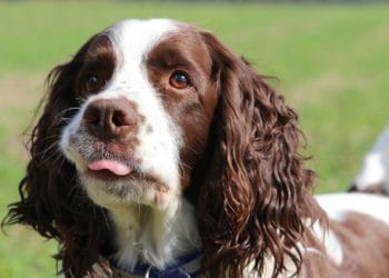 An English Spring Spaniel Picture: Amorhunter from Pixabay