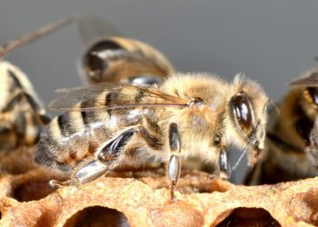 A bee, yesterday Picture: xiSerge from Pixabay