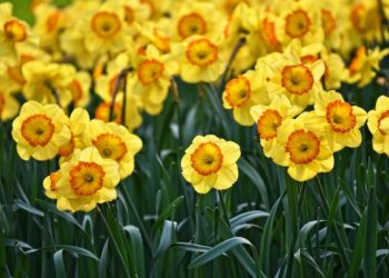 Daffodils may or may not be the subject of a poem by the Wokingham Library Poetry Group at their live reading event. Picture: Mabel Amber via Pixabay