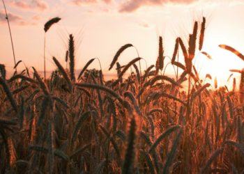 Shinfield Baptist Church will be celebrating harvest with a fun-filled service on Sunday, October 23. Picture: Nadine Redlich