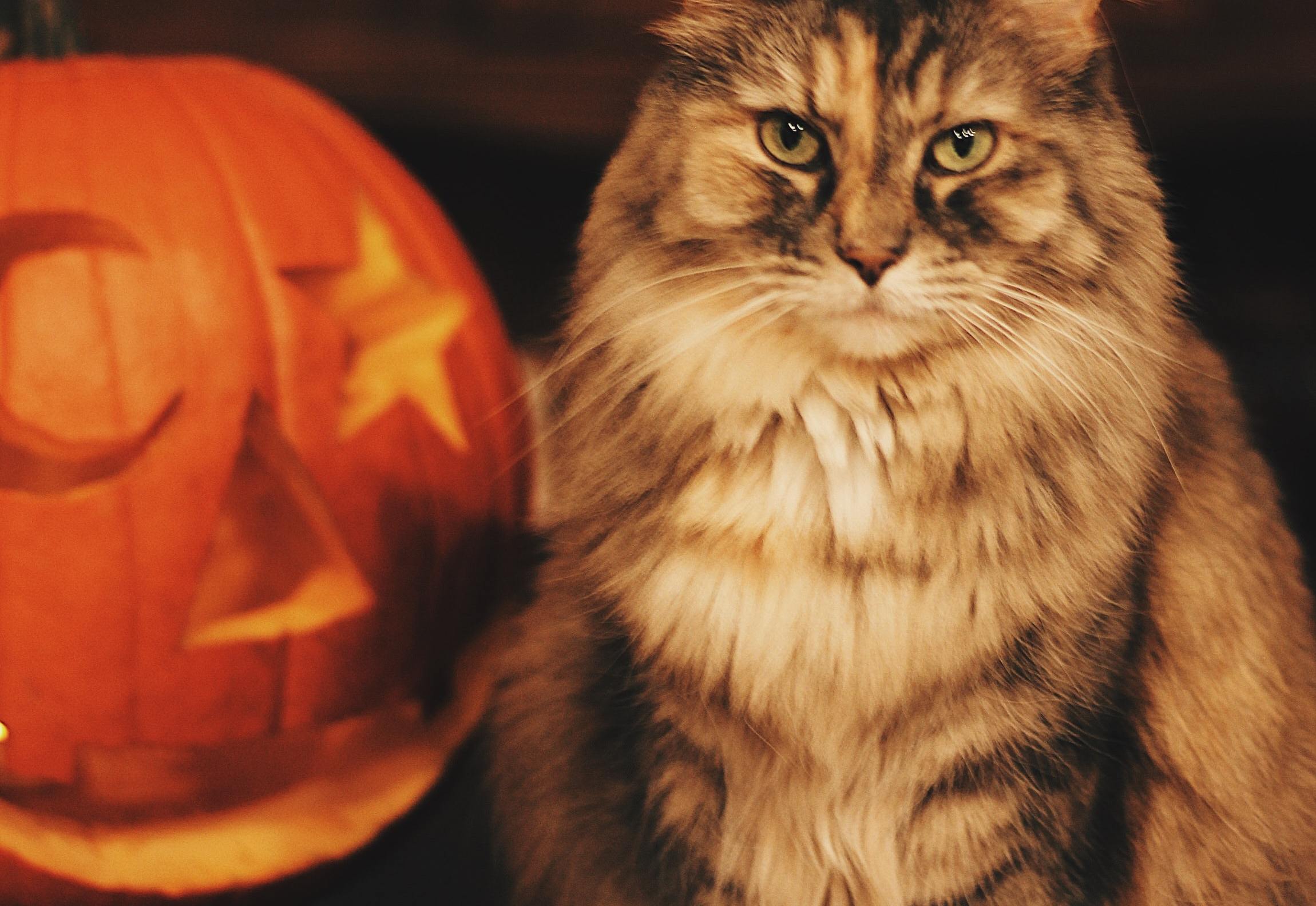 Help keep your cat safe and happy during Hallowe'en Picture: Cats Protection