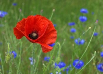 The Poppy Shop opens its doors to the public on October 27. Picture: Peter Dargatz via Pixabay