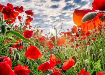 Poppies of every kind will be on sale from October 27 to November 12. Picture: Tim Hill, via Pixabay