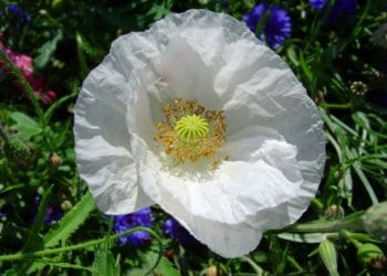 A white poppy Picture: Thomas Bresson