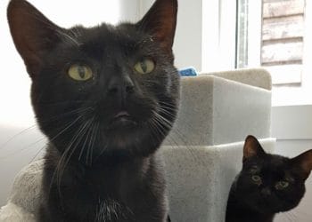 TWO CATS are seeking a new owner who can care for them, including help with an eye condition they share. Picture: Courtesy of Cats Protection