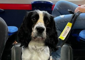 Herbert, a medical assistant dog, is one of the pooches that will benefit from a new assistance dogs scheme being operated by train companies