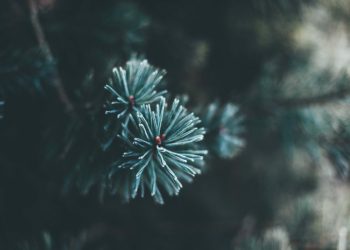 Christmas trees are on sale for charity Picture: Pexels/Pixabay
