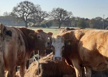 Cows belonging at High Barn Farm in Barkham. Credit: Andrew Lake