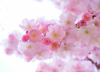 Cherry blossom Picture: Pixabay