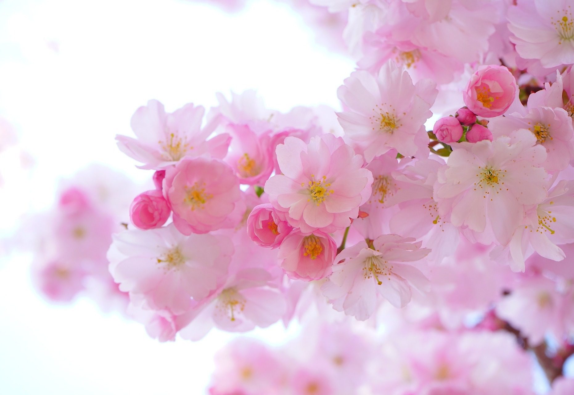 Orchid Inner Blossom - Free photo on Pixabay - Pixabay
