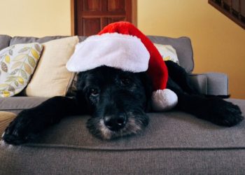 Don't let your pet get ill by eating food that could be a poison to them Picture: Wokandapix from Pixabay
