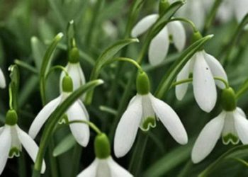 Snowdrops in the garden