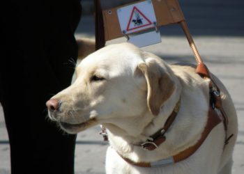 Picture: Smerikal via Wikimedia Commons