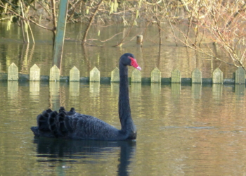 The visitor enjoyed the water facilities of The Flowing Spring pub car park. Picture: Nick Willson