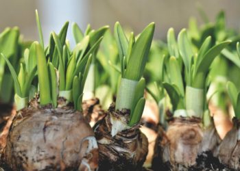 Given the right conditions, bulbs can thrive Picture:  Ralph from Pixabay