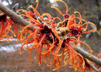 Witch Hazel