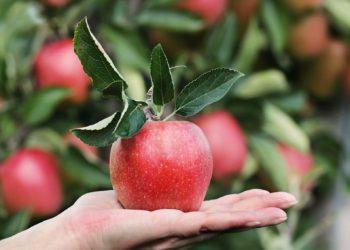 Will the new varieties be used for chutney, or perhaps cider? Picture: NoName_13 via Pixabay