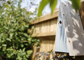 The RSPB's Elegance Nest Box for various small birds