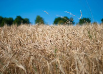 Dr Stephen Burt believes hosepipe bans could be enforced if prolonged dry spells continue. Picture: Anja Bauermann