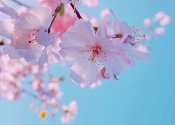 Celebrating spring with music, Wokingham Choral Society. PIcture Yan Liu via Unsplash