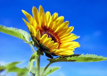 Sunflowers in the sun Picture:Couleur from Pixabay