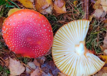 Caroline Mizen's photograph is the inspiration for the artists