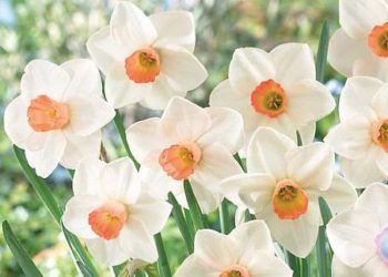 Narcissus 'Fragrant Rose' - just one of the blooms appearing in the garden this March