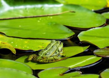 A wildlife pond was one of the projects South East Water gave funding towards last year Picture: Couleur from Pixabay
