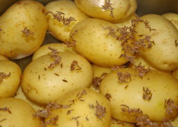 Twyford and Ruscombe Horticultural Association will be giving children the chance to grow potatoes Picture: Kerstin Riemer from Pixabay