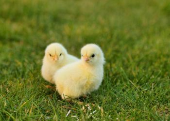 Models of chicks will be hidden in Woodley town centre Picture: Melanie from Pixabay