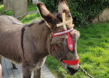 The donkey will lead a procession to the Cornerstone building on Palm Sunday. Picture: courtesy of All Saints Church