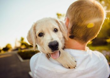 Happy dogs are here again Picture: Helena Sushitskaya from Pixabay