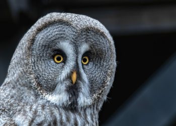 A night owl yesterday Picture: Tobias Heine from Pixabay