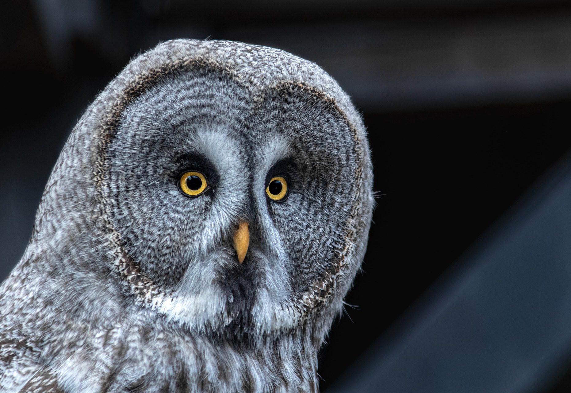 A night owl yesterday Picture: Tobias Heine from Pixabay