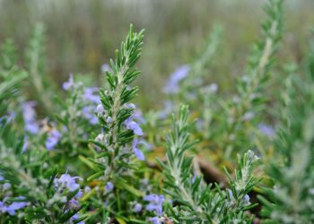 Rosemary is a good herb to plant in April Picture: Jekka McVicar