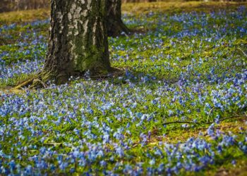 Bluebell walks are coming to Bradfield Picture: Michael Gaida from Pixabay