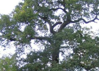 The oak tree in Broad Hinton, Twyford